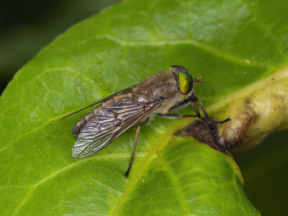 Tabanus sp. da indetificare